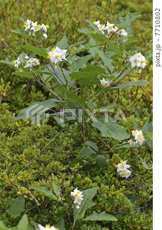 シロバナワルナスビ（白花悪茄子） 7710802