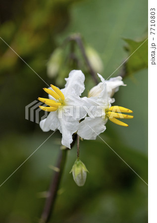 シロバナワルナスビ(白花悪茄子) シロバナワルナスビ(白花悪茄子) 7710803