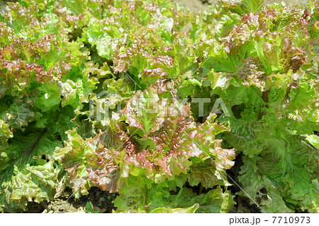 サニーレタス 7710973