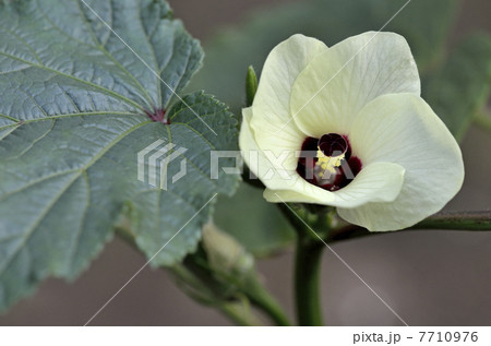 島オクラの花 島オクラの花 7710976