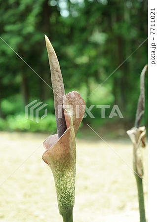 コンヤクの花 7711021