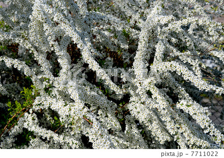 ユキヤナギ 7711022