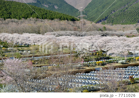 春の霊園 7711026