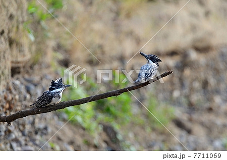 ヤマセミ 7711069