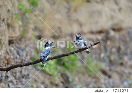 ヤマセミ 7711071