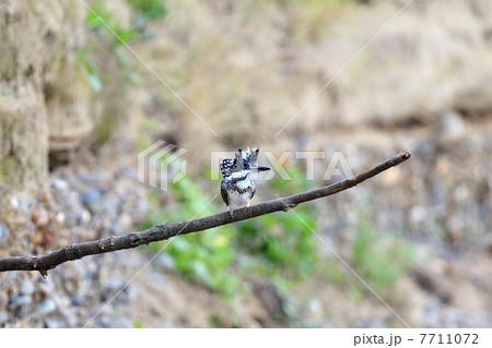 ヤマセミ 7711072