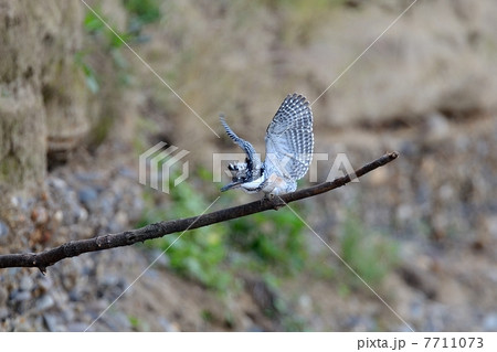 ヤマセミ 7711073