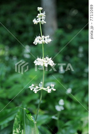 ヤブミョウガの花 7711089