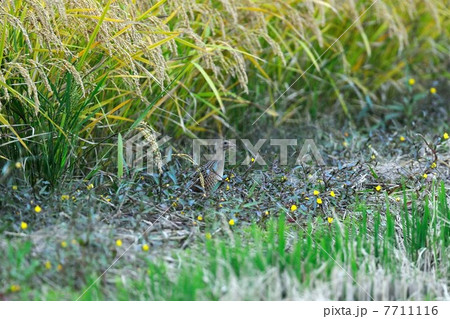 ウズラクイナ 7711116