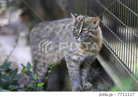 ツシマヤマネコ ツシマヤマネコ 7711117