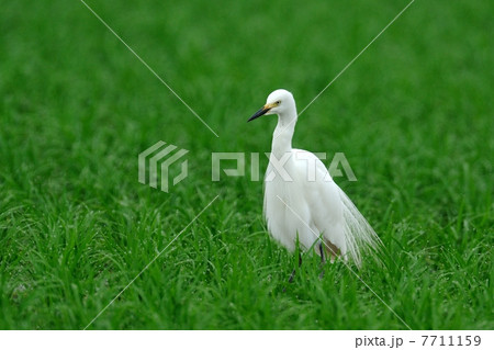 チュウサギ 7711159