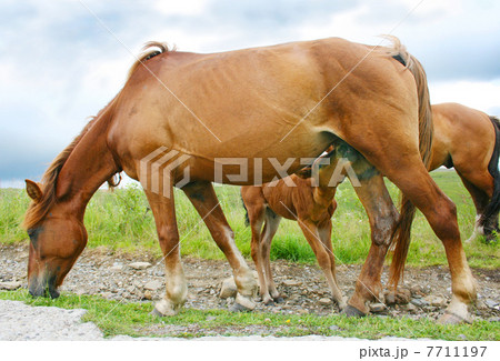 Mare nurses her young foal 7711197