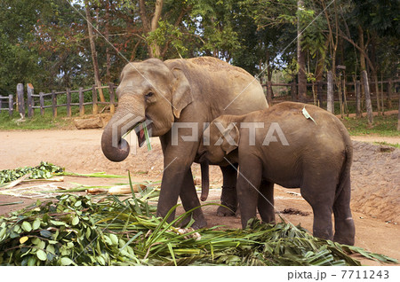 Elephant family 7711243