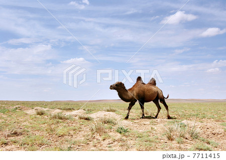 Camel in the Gobi desert 7711415