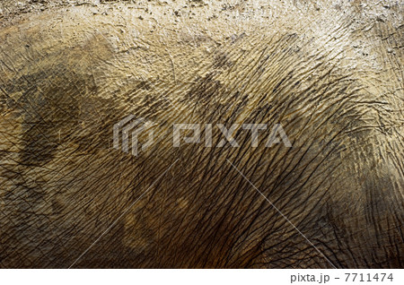 Elephant skin 7711474