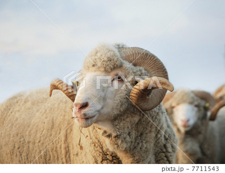 Close-up sheep 7711543