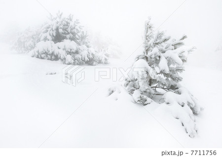 Snow covered tree 7711756