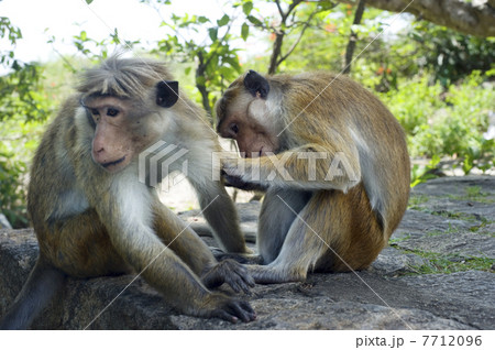 Two monkey Two monkey 7712096