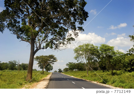 Country road in Sri Lankan 7712149