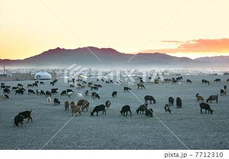 Herd of goats 7712310