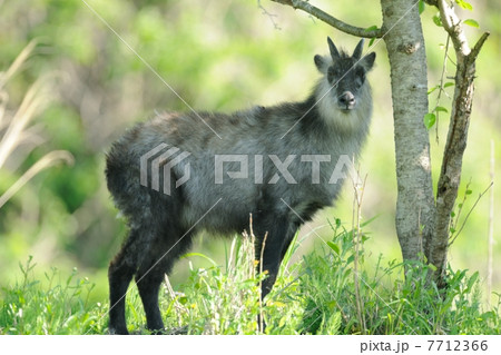 ニホンカモシカ 7712366
