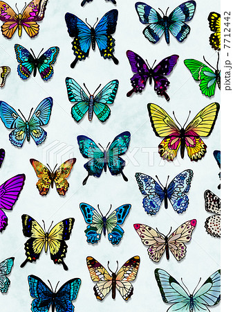蝶の標本のイラスト素材