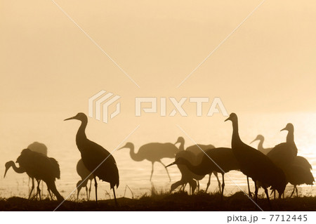 朝焼けのカナダヅル 朝焼けのカナダヅル 7712445