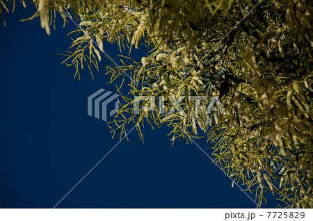 アカシアの花 7725829