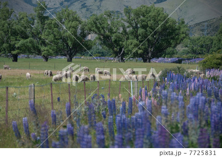羊の放牧 7725831