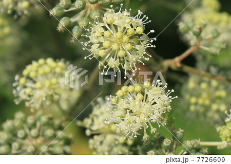 ウドの花 ウドの花 7726609