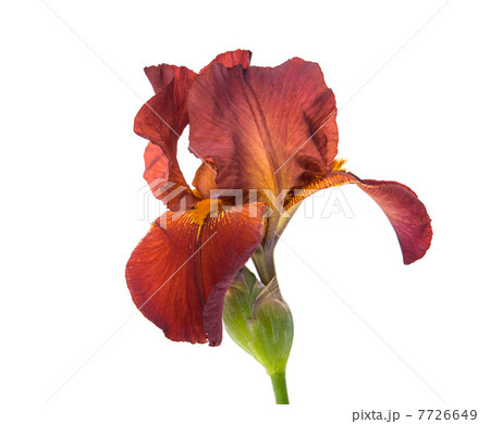 iris flower isolated 7726649