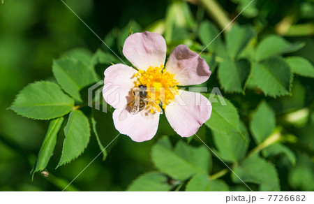 wild rose blooming wild rose blooming 7726682