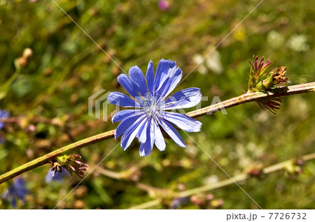 Blue chicory 7726732