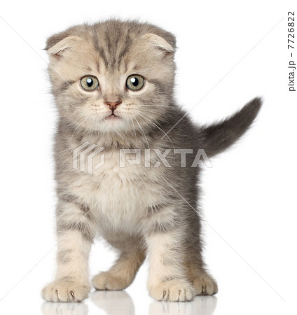 Scottish fold kitten 7726822