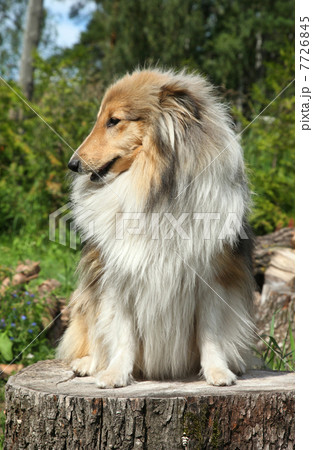Shetland Sheepdog on a tree stump Shetland Sheepdog on a tree stump 7726845