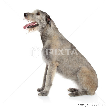 Irish Wolfhound dog Irish Wolfhound dog 7726852