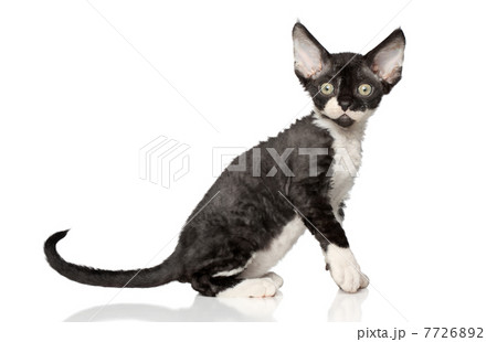 Devon Rex kitten on white background 7726892