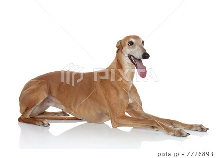 Greyhound dog on white background 7726893