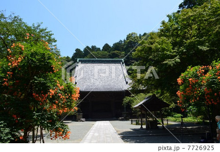 凌霄花咲く鎌倉妙本寺 7726925