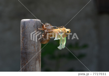 セミの羽化 セミの羽化 7727031