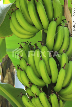 バナナ 7727200