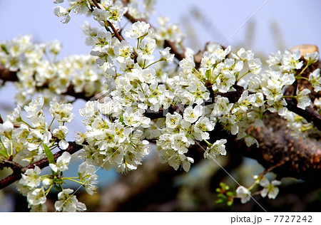スモモの花 満開のスモモ スモモの花 満開のスモモ 7727242