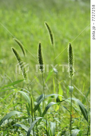 エノコログサ エノコログサ 7727258