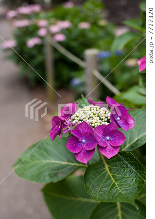 紫陽花 7727320