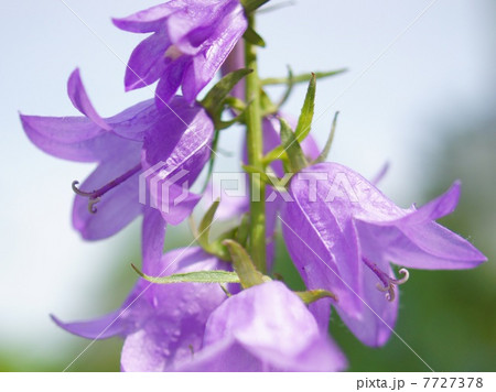 ソバナ：岨菜 7727378