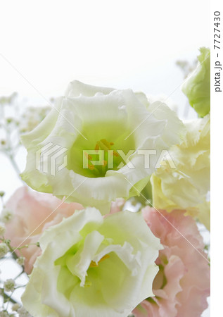 トルコ桔梗のアレンジメント トルコ桔梗のアレンジメント 7727430