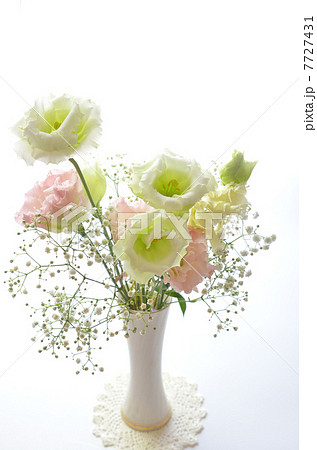 トルコ桔梗のアレンジメント 7727431