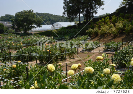 町田ダリア園　東京 7727628