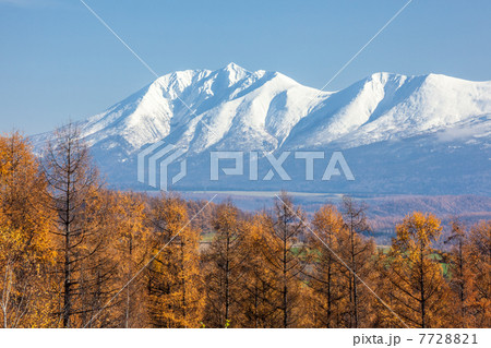 落葉松と雪山 7728821