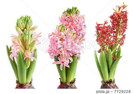 Growing hyacinth Growing hyacinth 7729228